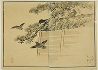 Three Kinds of Birds by a Wall