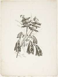 Bouquet, from Collection of New Flowers of Taste for the Manufacture of Persian Cloth, Invented and Drawn by Jean Pillement by Johann Heinrich Hess (Engraver)