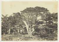 The Largest of the Cedars, Mount Lebanon by Francis Frith