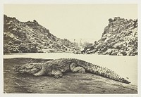 Crocodile on a Sand-Bank by Francis Frith