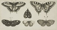 Five Butterflies and a Moth, from Diversae Insectorum...Figurae by Wenceslaus Hollar