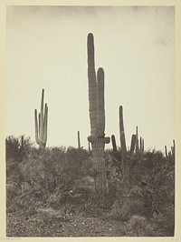 Cereus Giganteus, Arizona by Timothy O'Sullivan