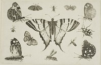 Swallow-Tailed Butterfly and Twelve Other Insects, from Diversae Insectorum...Figurae by Wenceslaus Hollar