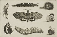 Three Caterpillars, a Moth, and Four Butterflies, from Diversae Insectorum...Figurae by Wenceslaus Hollar