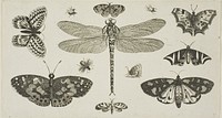 A Dragonfly, Ladybirds, and Butterflies, from Diversae Insectorum...Figurae by Wenceslaus Hollar