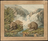 Three Beavers Building a Dam by Wilhelm Tischbein