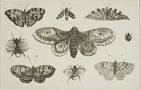 A Moth, Butterflies, and Bees, from Diversae Insectorum...Figurae by Wenceslaus Hollar