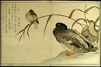 Myriad Birds: A Kyoka Competition (Momo chidori kyoka awase) by Kitagawa Utamaro