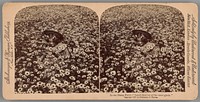 In the Daisy Field - "Sweet flow'ret of the rural glade" by Underwood & Underwood (Publisher)