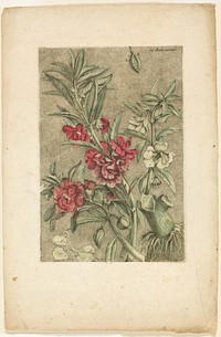 Impatiens, from Collection des plantes usuelles, curieuses, et étrangères by Jacques Fabien Gautier d'Agoty