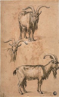 Three Sketches of a Goat (recto) Drapery of Standing Female Figure (verso) by Abraham Bloemaert