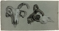 Rams' Skulls by George Hayter