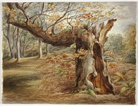 Rotting Tree by Elizabeth Murray