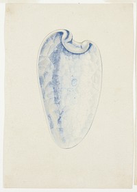 Overview of Lavender Elongated Shell by Giuseppe Grisoni