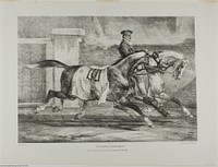 Horses Exercising, plate 6 from Various Subjects Drawn from Life on Stone by Jean Louis André Théodore Géricault