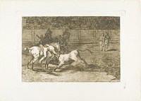 Mariano Ceballos, alias the Indian, kills the bull from his horse, plate 23 from The Art of Bullfighting by Francisco José de Goya y Lucientes