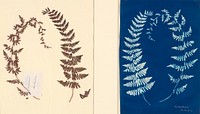 From the Hatton Fern Album by Unknown