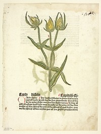 Thistle (recto) and Thistle buds (verso) from Gart Der Gesundheit (also called Hortus sanitatis, or Garden of Health), Plate 32 from Woodcuts from Books of the 15th Century by Erhard Reuwich