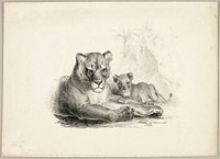 Lion with Cubs by Johann Höchle