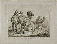 Dromedary and Camel by Johann Adam Klein