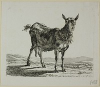 Standing Goat, from Die Zweite Thierfolge by Johann Christian Reinhart
