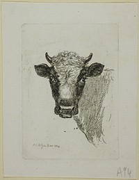 Head of a Young Bull, from Die Zweite Thierfolge by Johann Christian Reinhart