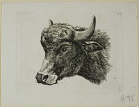 Buffalo Head Facing Left, from Die Zweite Thierfolge by Johann Christian Reinhart