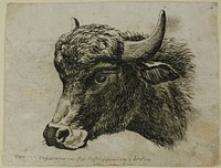 Buffalo Head Facing Left, from Die Zweite Thierfolge by Johann Christian Reinhart