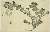 Wasp and turnip stalk, from "The Picture Book of Realistic Paintings of Hokusai (Hokusai shashin gafu)" by Katsushika Hokusai