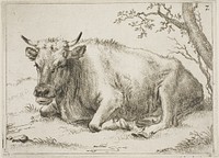 Cow Lying Down Beside a Tree by Paulus Potter
