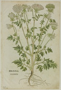 Leaf from New Kreuterbuch by Leonhart Fuchs, plate 97 from Woodcuts from Books of the XVI Century by Heinrich Füllmaurer