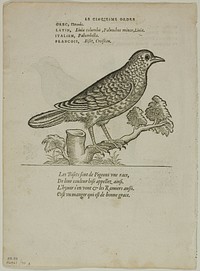 Leaf from Portraits d'Oyseaux, plate 70 from Woodcuts from Books of the XVI Century by Unknown artist