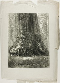 Twisted Trees by Louis Auguste Lepère