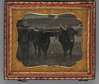 Untitled (Portrait of Man with Two Oxen)