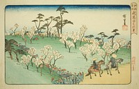 Viewing Cherry Blossoms at Asuka Hill (Asukayama hanami), from the series "Famous Places in Edo (Koto meisho)" by Utagawa Hiroshige