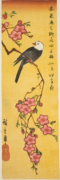 White-headed bird on peach branch by Utagawa Hiroshige