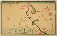 Society Finches (Jushimatsu) by Kitao Masayoshi (Kuwagata Keisai)