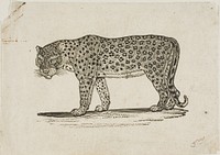 Leopard by Thomas Bewick