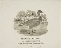 Grey Lag Goose by Thomas Bewick