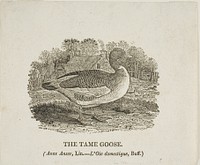 Tame Goose by Thomas Bewick