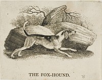 Fox Hound by Thomas Bewick