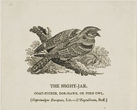 The Night-Jar by Thomas Bewick