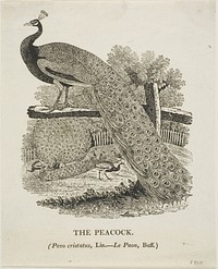 Peacock by Thomas Bewick