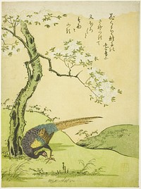 Cherry Tree and Pheasant by Komatsuya Hyakki