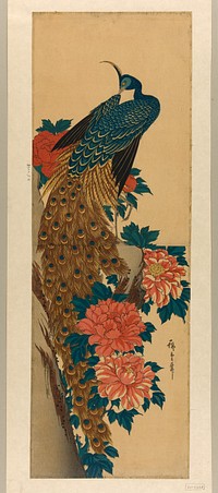 Peacock and peonies by Utagawa Hiroshige