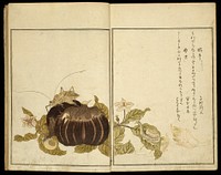 Picture Book: Selected Insects (Ehon mushi erabi), Selected Insects (Ehon mushi erami) by Kitagawa Utamaro