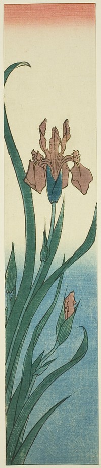 Iris by Utagawa Hiroshige