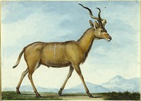 A Kudu by Nicolas Huet, the younger