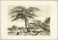 Cedars of Lebanon, from The Park and the Forest by James Duffield Harding