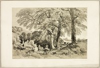 Wych Elm, from The Park and the Forest by James Duffield Harding